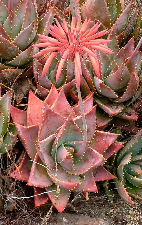 Aloe mitriformis Aloe care tips https://www.houseplant411.com/houseplant/aloe-vera-how-to-grow-care Desert Furniture, Pink Library, Pink Succulents, Pink Kitchens, Pink Rooms, Cactus Rose, Desert Bloom, Pink Cactus, Pink Furniture