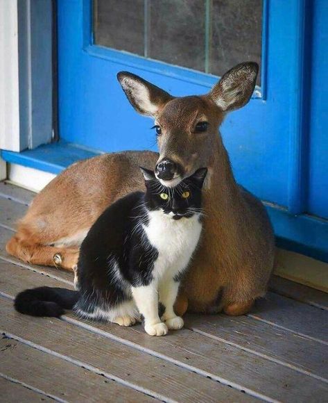 Cat And Deer Unlikely Animal Friends, Regnul Animal, Söt Katt, Animals Friendship, A Deer, Cute Animal Pictures, Sweet Animals, Cute Little Animals, 귀여운 동물