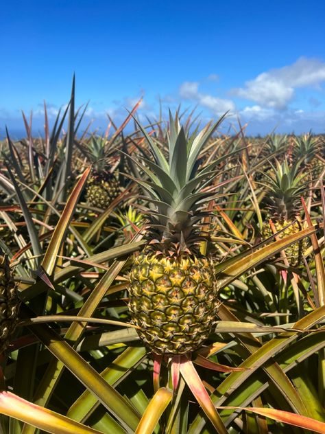 Nature Pineapple Growing, Hawaii Farm, Pineapple Aesthetic, Pig Fence, Tropical Farm, Pineapple Farm, Growing Pineapple, Tropical Aesthetic, Pineapple Express