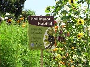 Steps to help out the pollinators Bee Friendly Garden, Habitat Garden, Plant Signs, Daisy Scouts, Sustainable Landscaping, Native Plant Gardening, Bee Garden, Wildlife Gardening, School Garden