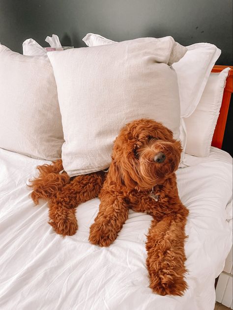 Red Australian Labradoodle Red Mini Goldendoodle Puppy, Red Labradoodle, Dark Brown Labradoodle, Red Goldendoodle Full Grown, Red Goldendoodle, Australian Labradoodle Full Grown, Goldendoodle Red, Australian Labradoodle, Red Fleece