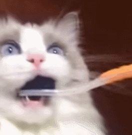 Cat Brushing Teeth, Brushing, A Cat, Brushing Teeth, First Time, The Day, Gif