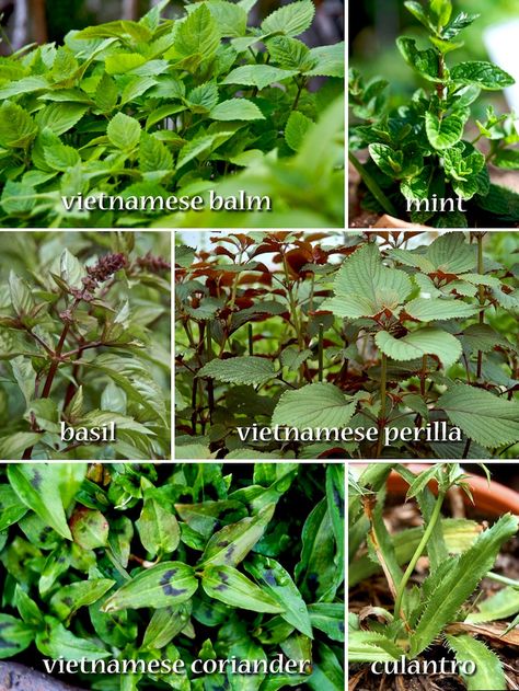 Vietnamese herbs  Here is a basic guide to common Vietnamese herbs: (More in-depth guide is available at VietHerbs.com Vietnamese Vegetable Recipes, Vietnamese Garden, Asian Herbs, Boneset Herb, Thai Basil Plant, Rice Paper Spring Rolls, Rice Paper Rolls Recipes, Chinese Medicinal Herbs, Vietnamese Summer Rolls