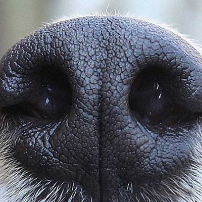 Dogs Nose, Dog Family Pictures, Dog Noses, Close Up Art, Animal Noses, Animal Eyes, Sarah Connor, Fur Texture, Dog Nose