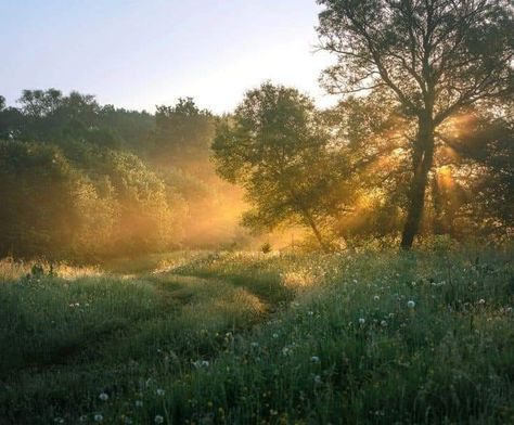 Foggy Meadow Aesthetic, Time Of Day, Nature Aesthetic, Pretty Places, Mother Earth, Pretty Pictures, Beautiful World, Cottage Core, Mother Nature