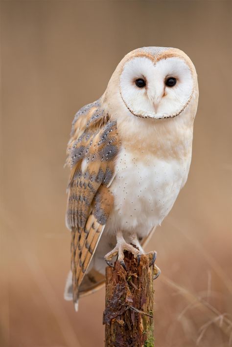 White owl tattoo