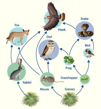 Food Chain Diagram, Food Webs, Stingless Bees, Bee Book, Food Chains, Food Web, Bee Honey, Australian Native, Food Chain