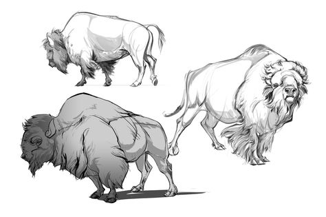 Quick Friday after work doodle ;o) Love these hairy guys! Bison Art, Animal Action, Animal Anatomy, Animal Study, Portfolio Ideas, Sketch Style, Art Tools Drawing, O Love, Animation Reference