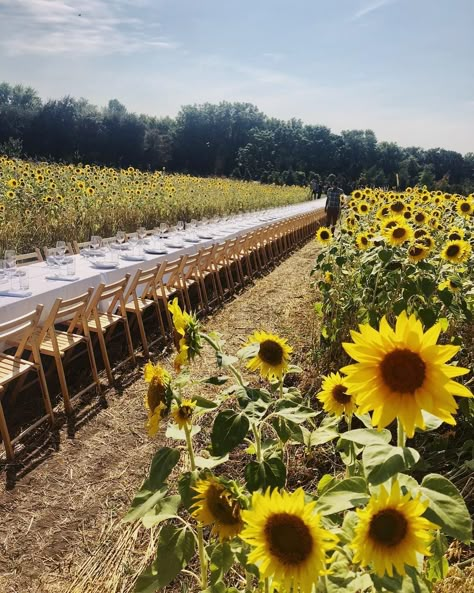 Outstanding In The Field on Instagram: “A dream come true. Dinner in a field of perfectly lovely sunflowers at @tangletowngardens just outside Minneapolis, Minnesota! Dean…” Outstanding In The Field, Long Table Wedding, Sunflower Party, Picnic Theme, Field Wedding, Future Farms, Greek Culture, Sunflower Field, Greek Wedding