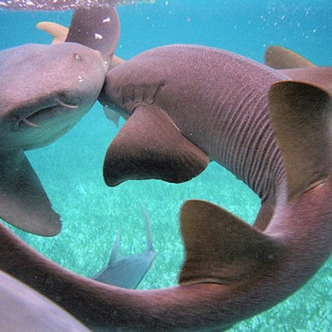 Sharks Kissing, Sharks In Love, Silly Sharks, Shark Ray, Swimming With Sharks, Belize Beach, Ambergris Caye Belize, Shark Pictures, Nurse Shark