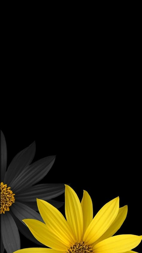 Beautiful Flowers Black Background Wallpaper, Black Phone Wallpaper, Sunflower Wallpaper, Flower Iphone Wallpaper, Flower Background Wallpaper, Backgrounds Phone Wallpapers, Flower Background, Samsung Wallpaper, Phone Wallpaper Images