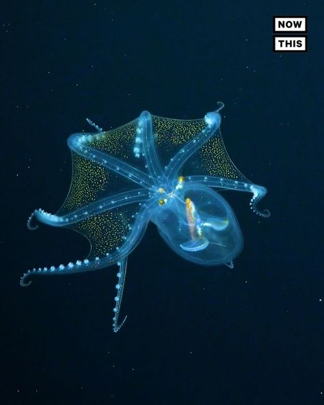 Glass Octopus Captured on Camera | This rarely-seen glass octopus was caught on camera. The clear sea creature was filmed by an underwater robot during an expedition off of the Phoenix... | By NowThis Earth | Facebook Deep Sea Animals, Glass Octopus, Clear Sea, Deep Sea Diving, Deep Sea Creatures, Marine Ecosystem, Aquatic Animals, Caught On Camera, Ocean Vibes