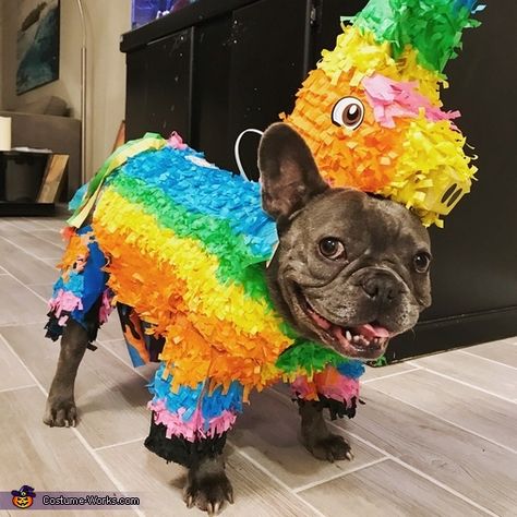 Pinata Dog Costume, Puppy Halloween Costumes, 2017 Halloween Costumes, Head Photo, Puppy Costume, Felt Squares, Homemade Costume, Costume Works, Halloween Costume Contest