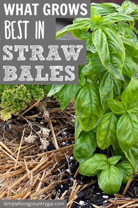 Best Veggies To Grow, Hay Bale Gardening, Strawbale Gardening, Veggies To Grow, Minnesota Garden, Best Veggies, Potato Gardening, Small Trees For Garden, Unique Planters