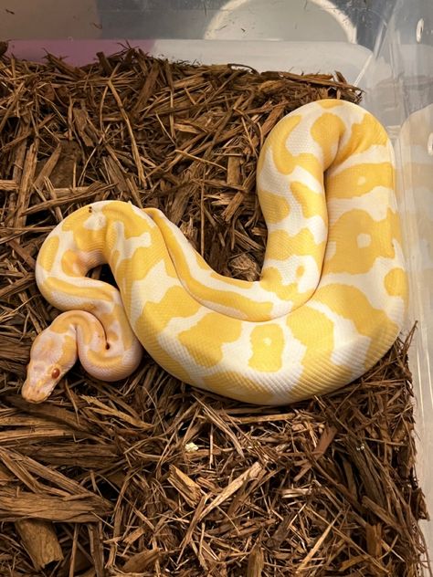 Ballpoint Python, Albino Python Snake, Ball Python Albino, Albino Ball Python Aesthetic, Albino Snake Ball Python, Ball Python Axanthic, Albino Burmese Python, Ball Python Wallpaper, Albino Snake