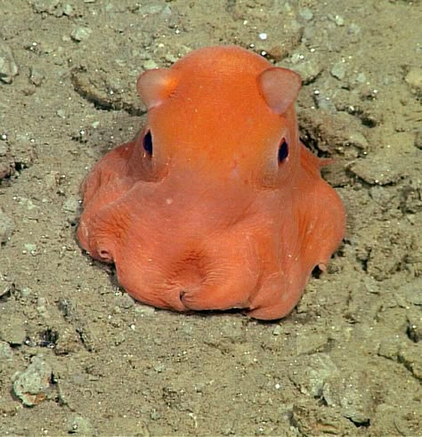 Dumbo Octopus, Deep Sea Creatures, Beautiful Sea Creatures, Water Animals, Cute Fish, Aquatic Animals, Pretty Animals, Silly Animals, Marine Animals