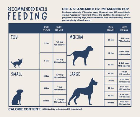 Portion Size For Homemade Dog Food, Best Puppy Food For Small Dogs, Homemade Dog Food For Puppies, Puppy Meals, Food For Puppies, Senior Dog Food, Poochon Puppies, Best Puppy Food, Work Notes