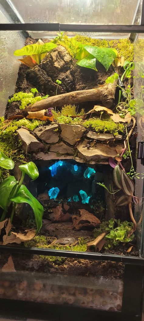 Snake Vivarium, Bioactive Terrarium, Arboreal Tarantula Enclosure, Dart Frog Vivarium Ideas, Bioactive Vivarium Frog, Bioactive Dart Frog Vivarium, Tarantula Enclosure Ideas Terrestrial, Bioactive Vivarium, Reptile Decor