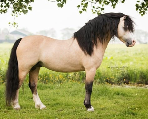 Welsh Cob Welsh Pony Section B, Corn Rose Braid, Welsh Mountain Pony, Welsh Ponies, Welsh Pony And Cob, Welsh Pony, Pony Breeds, Barrel Racing Horses, Cute Ponies