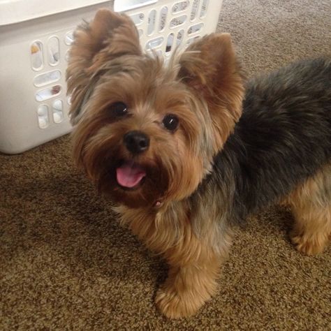 Look at that face! ❤️ Yorkie Puppy Haircuts, Yorkshire Terrier Grooming, Yorkie Cuts, Yorkie Hairstyles, Puppy Haircut, Yorkie Haircuts, Yorkshire Terrier Haircut, Puppy Cut, Dog Haircuts