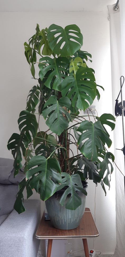 Giant Monstera Plant Ties, Plants Uk, Zone 10, Swiss Cheese Plant, Best Exercise, Cheese Plant, Monstera Plant, Monstera Deliciosa, Easy Plants