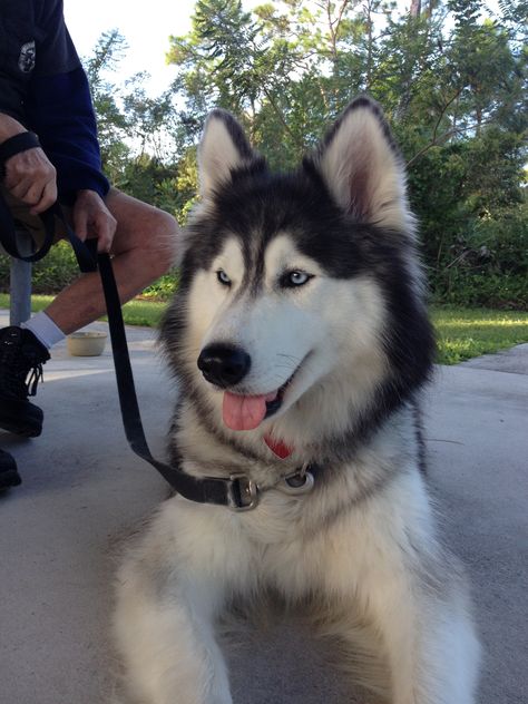 Haski Dog, Cute Husky Puppies, Puppy Dog Pictures, Samoyed Puppy, Cute Husky, Siberian Husky Puppies, All Dogs, Pretty Dogs, Pretty Animals