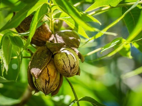 Will Pecans Grow From Cuttings: Taking Cuttings From Pecan Trees Pecan Trees, Hickory Tree, Best Pecan Pie, Pecan Tree, Fast Growing Trees, Long Drink, Organic Fertilizer, Deciduous Trees, Small Trees