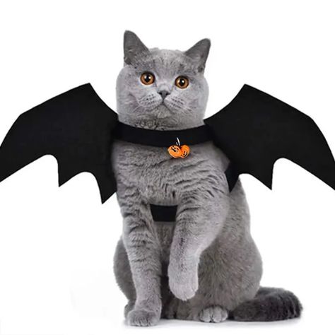 Bat Wings Costume, Puppy Halloween Costumes, Halloween Party Photo, Kitten Accessories, Cat Dressed Up, Bat Costume, Chat Halloween, Cat Halloween Costume, Pet Halloween Costumes