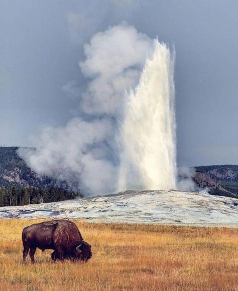 Yellowstone National Park, Winter of 2016. (Credit: Yellowstone National Park Service Instagram) Yellowstone National Park Wildlife, Yellowstone Old Faithful, Yellowstone National Park Animals, Rv Road Trip Routes, Erupting Snow, Wyoming Whiskey, Yellowstone National Park Photography, Old Faithful Geyser, Extra Space Storage