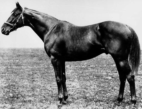 Standing Horse, Kentucky Derby Horses, California Chrome, Thoroughbred Racehorse, Preakness Stakes, American Pharoah, Derby Winners, Triple Crown Winners, Derby Horse