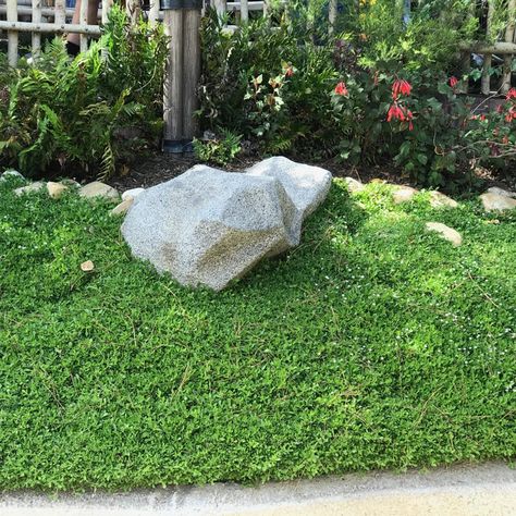 Kurapia Lawn, Ojai Landscaping, Alternative Ground Cover, California Outdoor Living, Grass Alternatives, Grass Alternative, Low Water Landscaping, California Outdoor, Dry River