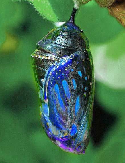 Monarch Chrysalis, Butterfly Chrysalis, Moth Caterpillar, Cool Bugs, A Bug's Life, Beautiful Bugs, Creepy Crawlies, Colorful Butterfly, Arachnids