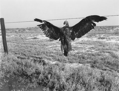 A Different Side to Dorothea Lange | The New Yorker Dorothea Lange Photography, Migrant Mother, Eagle Art, Great Photographers, Word Pictures, Samar, Ways Of Seeing, Documentary Photography, Museum Of Modern Art