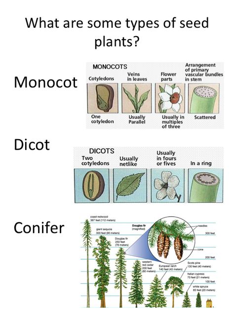 Week 8: CCing it one day at a time...: Love ALL her Resources! Reproduction In Plants, Seed To Plant Life Cycles, Reproduction In Plants Notes, Photosynthesis In Higher Plants Notes, Horticulture Education, Biology Plants, Plant Classification, Classical Conversations Foundations, Agriculture Education