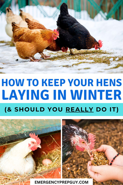 A collage showing chickens feeding in the snow, eating meal worms and sitting in a nesting box. What To Feed Chickens In The Winter, Help Chickens Lay Eggs, How To Stop Chickens From Eating Eggs, How To Raise Chickens For Beginners, How To Winterize Chicken Coop, Chickens Not Laying Eggs, Chicken Egg Production, Chicken Coop Winter, How To Keep Chickens