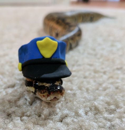 Officer Noodles reporting for cuteness patrol. Cute baby ball python in a hat. His name is boop noodle. Or noodles for short. So cute!! Ball Python With Hat, Cute Snakes With Hats, Snake With Hat, Boop Noodle, Snakes In Hats, Snakes With Hats, Baby Ball Python, Corn Snakes, Cute Snakes