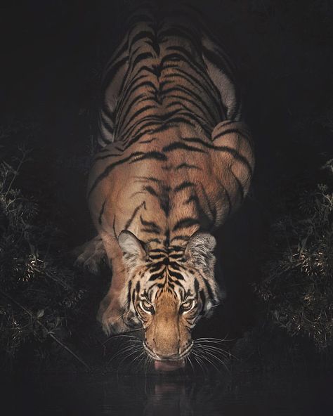 Black... 😍😍 Follow @destination_wild for more amazing wildlife and animals photos @destination_wild #Wildgeography Big Cats Photography, Tiger Jewelry, Wild Animal Wallpaper, Mystic River, Amazing Animal Pictures, Tiger Art, The Mystic, Iphone Wallpaper Themes, Cat Photography