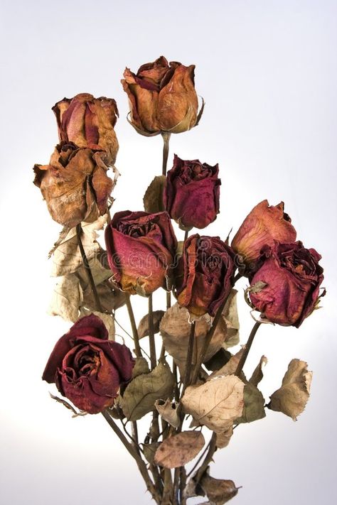 Decay Aesthetic, Withered Rose, Fashion Design Classes, Dried Roses, Dark Nature, Dark Nature Aesthetic, Enchanted Garden, Nature Aesthetic, Diy Flowers