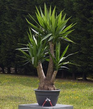 Yucca Plant: Types, Care, and Maintenance Spineless Yucca, Yucca Plant Care, Plants Around Pool, Houseplant Trellis, Indoor Plant Trellis, Yucca Tree, Plant Types, Florida Plants, Yucca Plant