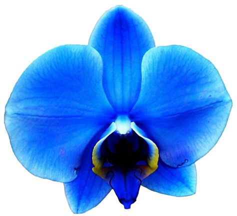 Blue Orchid Drawing, Blue Orchid Tattoo, Orchid Clipart, Blue Orchid Flower, Orchid Drawing, Flor Tattoo, Orchid Blue, Paper Petals, Blue Vibes