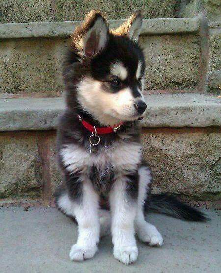 I saw one of these at the weekend and fell in love with it. I have always wanted a terrier but I might just have to change my mind!....x Mini Husky, Alaskan Klee Kai, Husky Puppies, Puppies And Kitties, Husky Mix, A Husky, Siberian Huskies, Husky Puppy, Husky Dogs