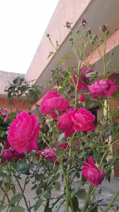 Beautiful indian pink roses. Indian Flowers Plants, Flower Aesthetics, Musk Rose, Indian Rose, Indian Pink, Fragrant Roses, Indian Flowers, Beautiful Flowers Photography, Damask Rose