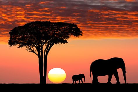 Going on an African Safari From a Cruise (Photo: Protasov AN/ Shutterstock) African Sunset, Tanzania Africa, Africa Safari, African Elephant, African Safari, Africa Travel, Pics Art, Beautiful Sunset, Nature Pictures