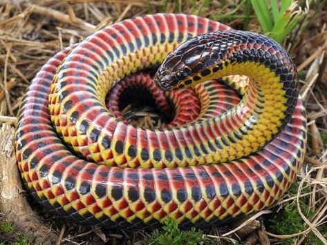 Rattlesnake Bites, Kinds Of Snakes, Ocala National Forest, Poisonous Snakes, Katharine Ross, Rainbow Snake, Largest Snake, Forest Poster, Zhangjiajie