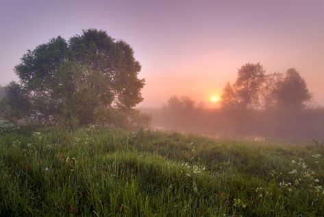 Misty morning in the field. by Elvis Antson Misty Flower Field, Fresh Morning Aesthetic, Misty Morning Aesthetic, Fog Landscape, Morning Landscape, Misty Dawn, Field Wallpaper, Sensory Art, Misty Morning