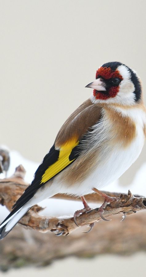 Photo of a beautiful goldfinch. #Birds #BirdFeathers #Goldfinch #BeautifulBirds Golden Finch, Goldfinch Bird, Gold Finch, Finches Bird, World Birds, Goldfinch, Felt Birds, Backyard Birds, Bird Pictures