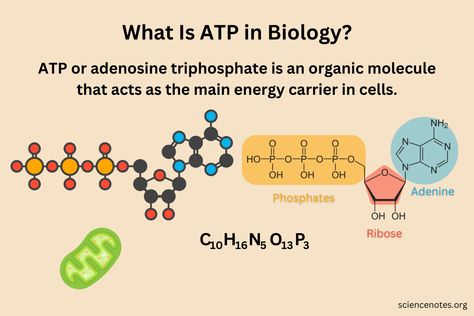 Atp Biology Notes, Atp Biology, Academia Study, Nitrogenous Base, Adenosine Triphosphate, Bio Notes, Exothermic Reaction, Learn Biology, Medical Study