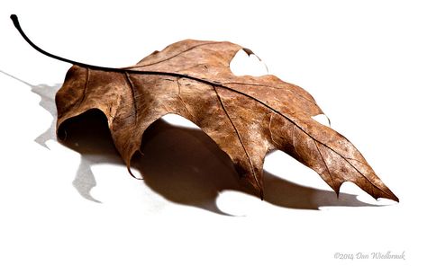 Red Leaf - High Key | by One Candle Photos Leaf Reference Photo, Leaf Reference, Leaf Photo, Leaf Structure, Leaf Collage, Dry Leaves, Leaf Photography, Nature Sketch, Pen Art Drawings