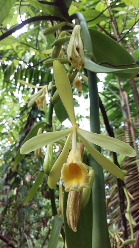 Vanilla Plant Aesthetic, Vanilla Orchid Plant, Grow Vanilla, Grow Vanilla Beans, Fae Garden, Como Plantar Pitaya, Wellness Day, Veggies Garden, Vanilla Plant