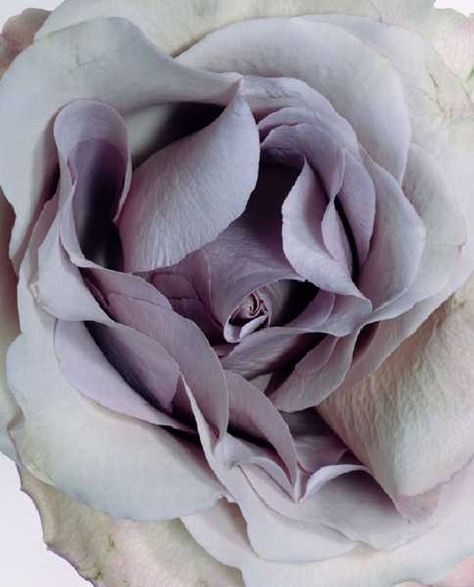 ''♥'' Lilac Grey, Pastel Decor, Purple Rose, Purple Rain, Purple Roses, Color Of The Year, Shades Of Purple, White Rose, Color Inspiration